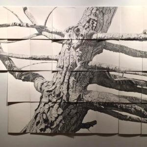 Graphite drawing of tree